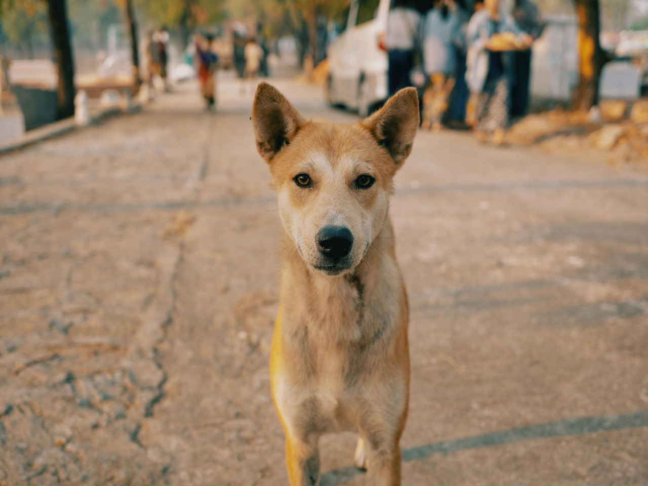 Street Animals Care and Awareness