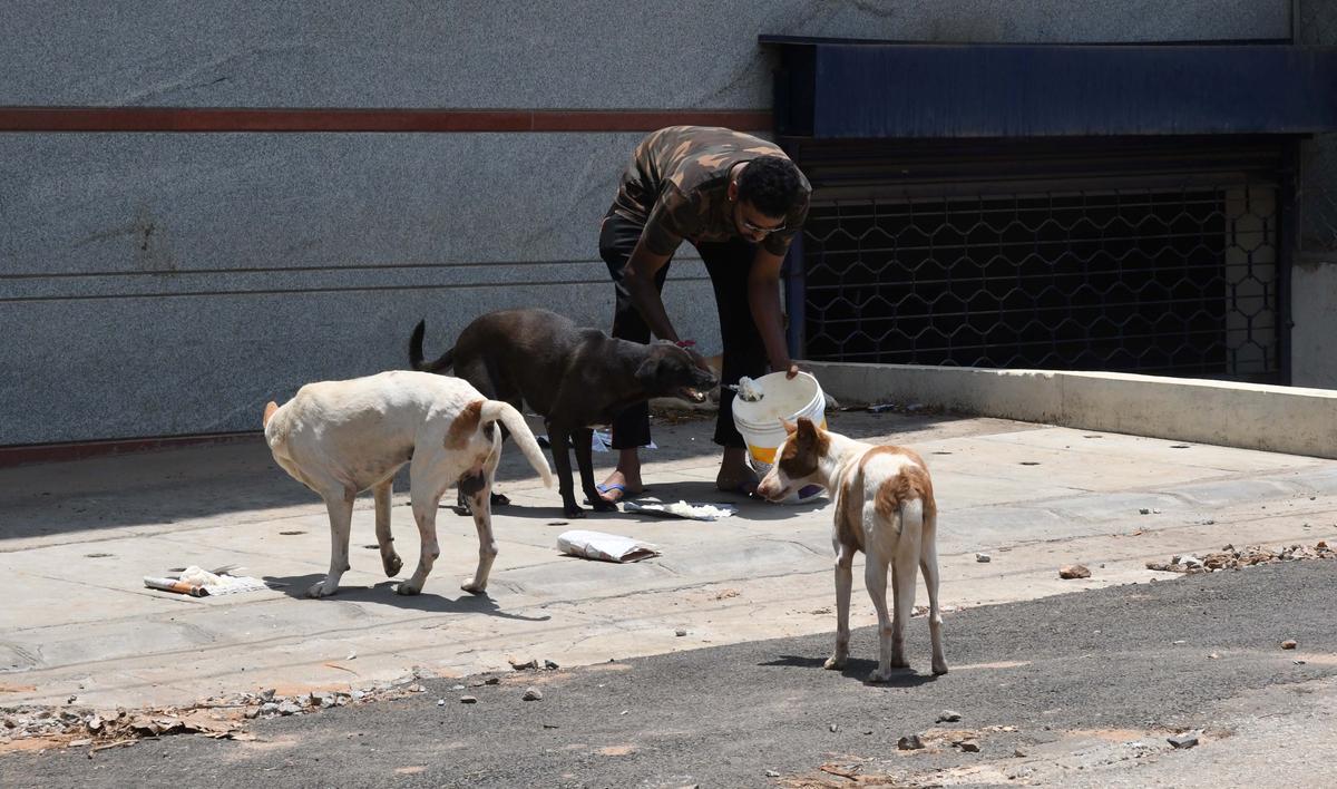 Street Animals Care & Shelter Home